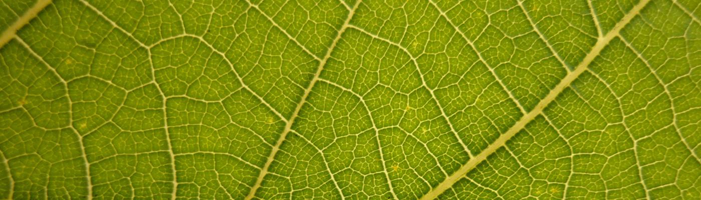 Leaf
